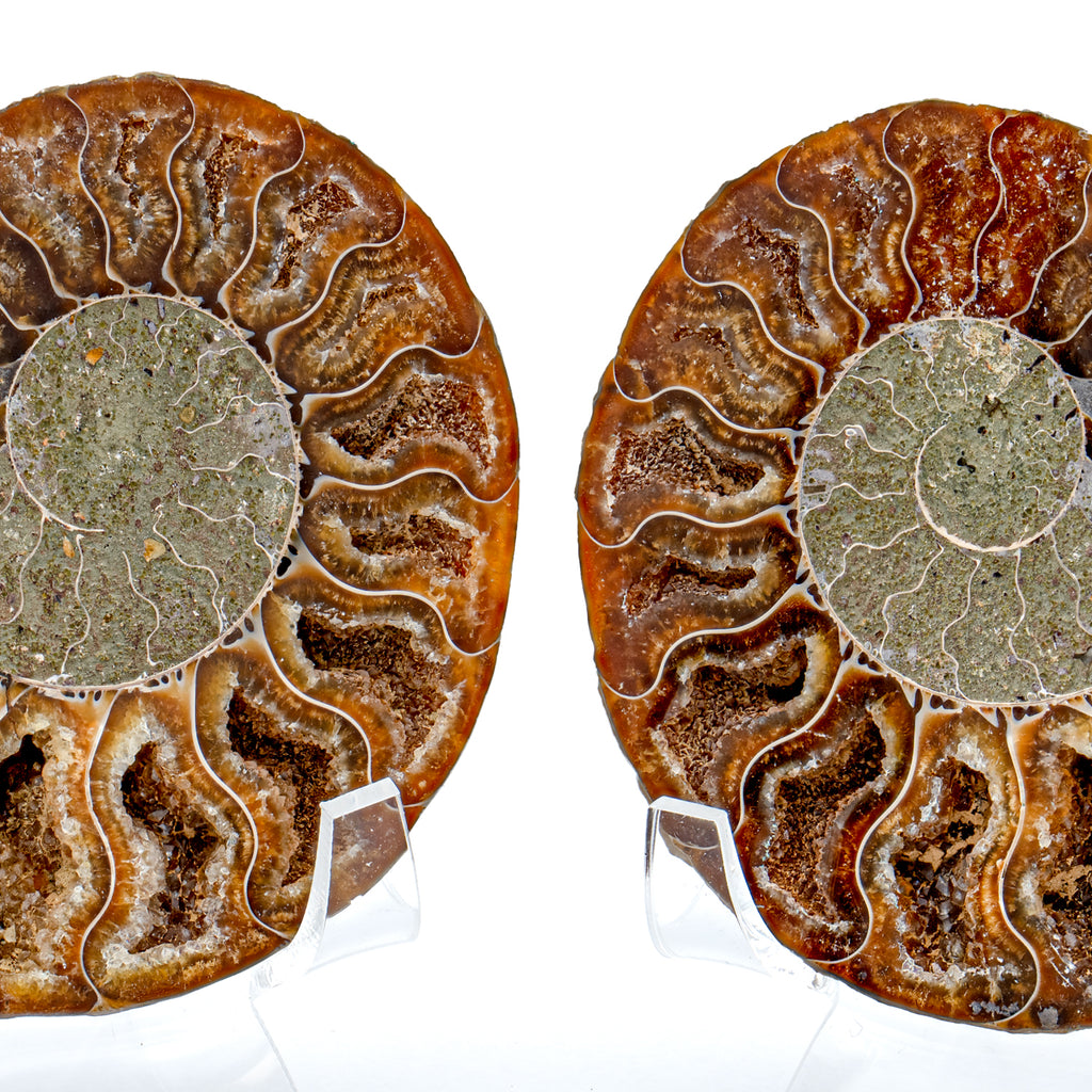 Polished Ammonite Split Pair - 3.34" Cleoniceras