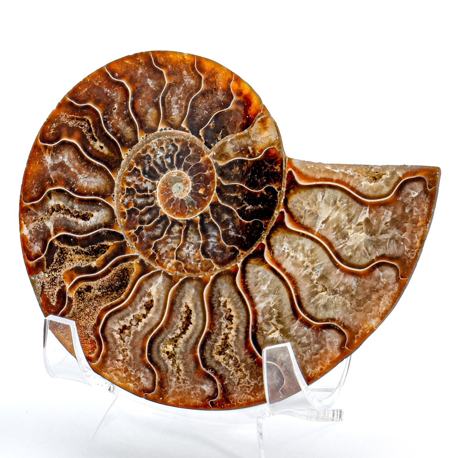 Polished Ammonite Split Pair - 3.45