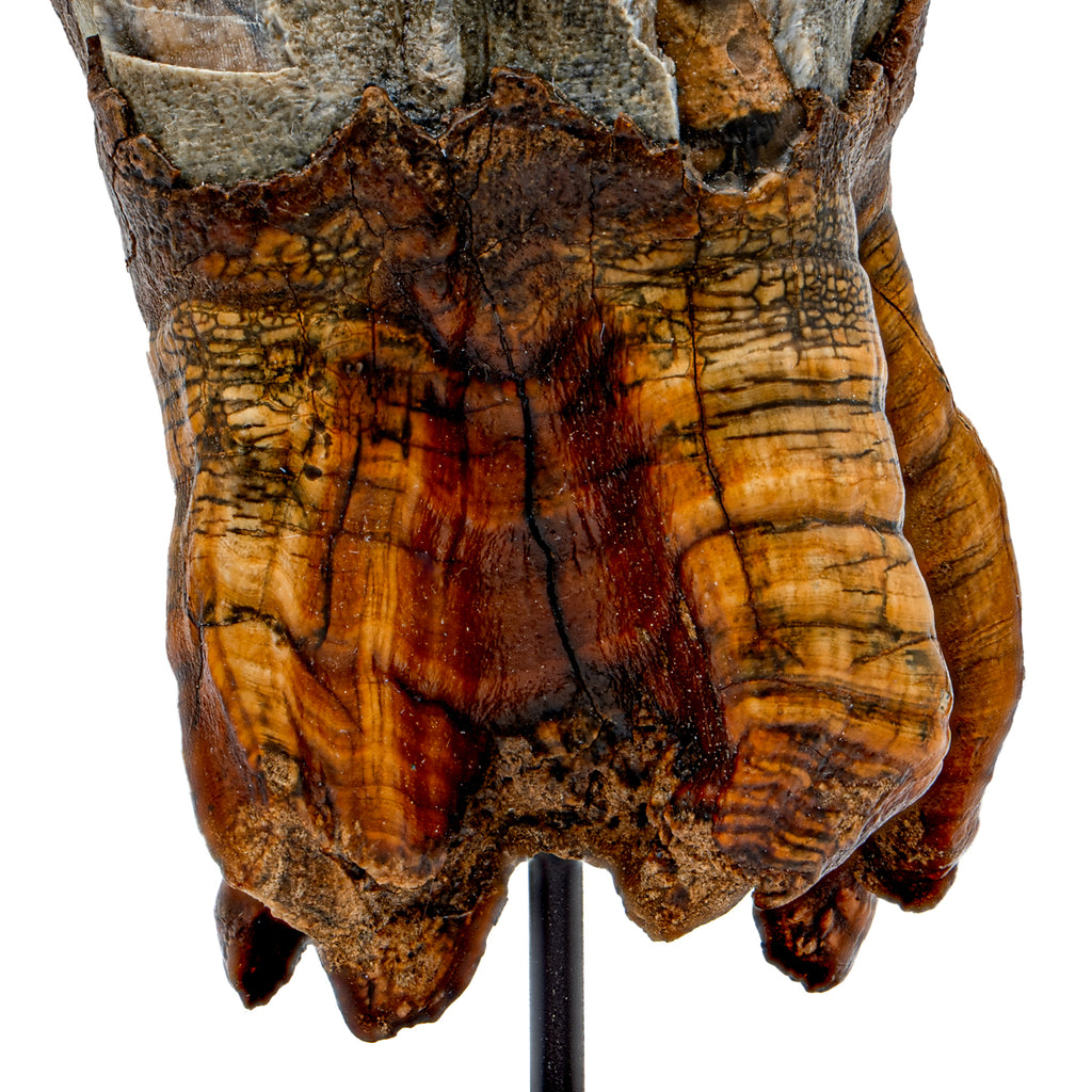Woolly Rhinoceros Tooth - 3.39"