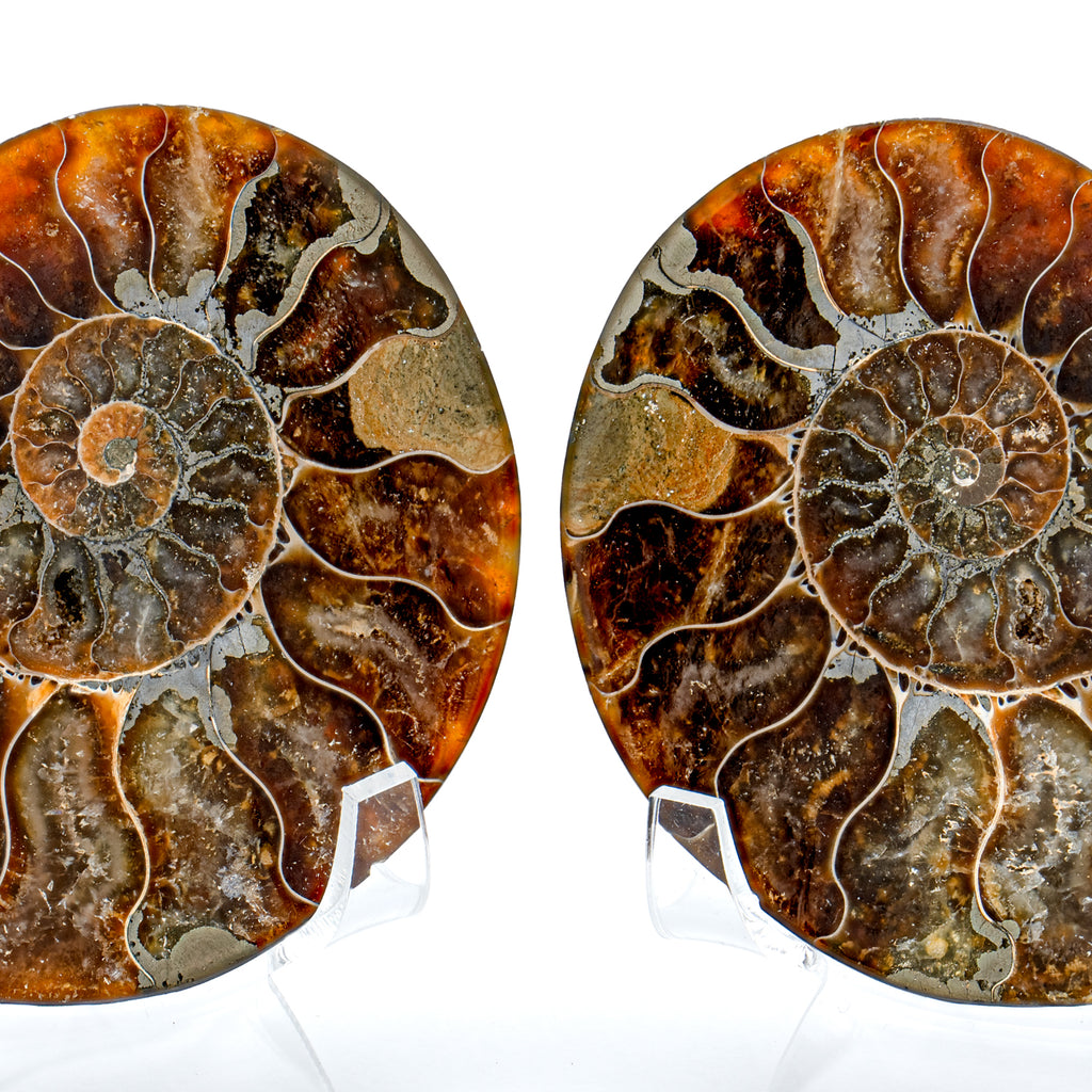 Polished Ammonite Split Pair - 3.39" Cleoniceras