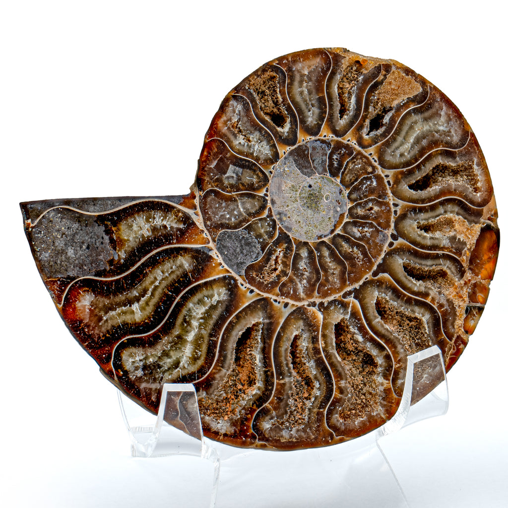 Polished Ammonite Split Pair - 3.42" Cleoniceras