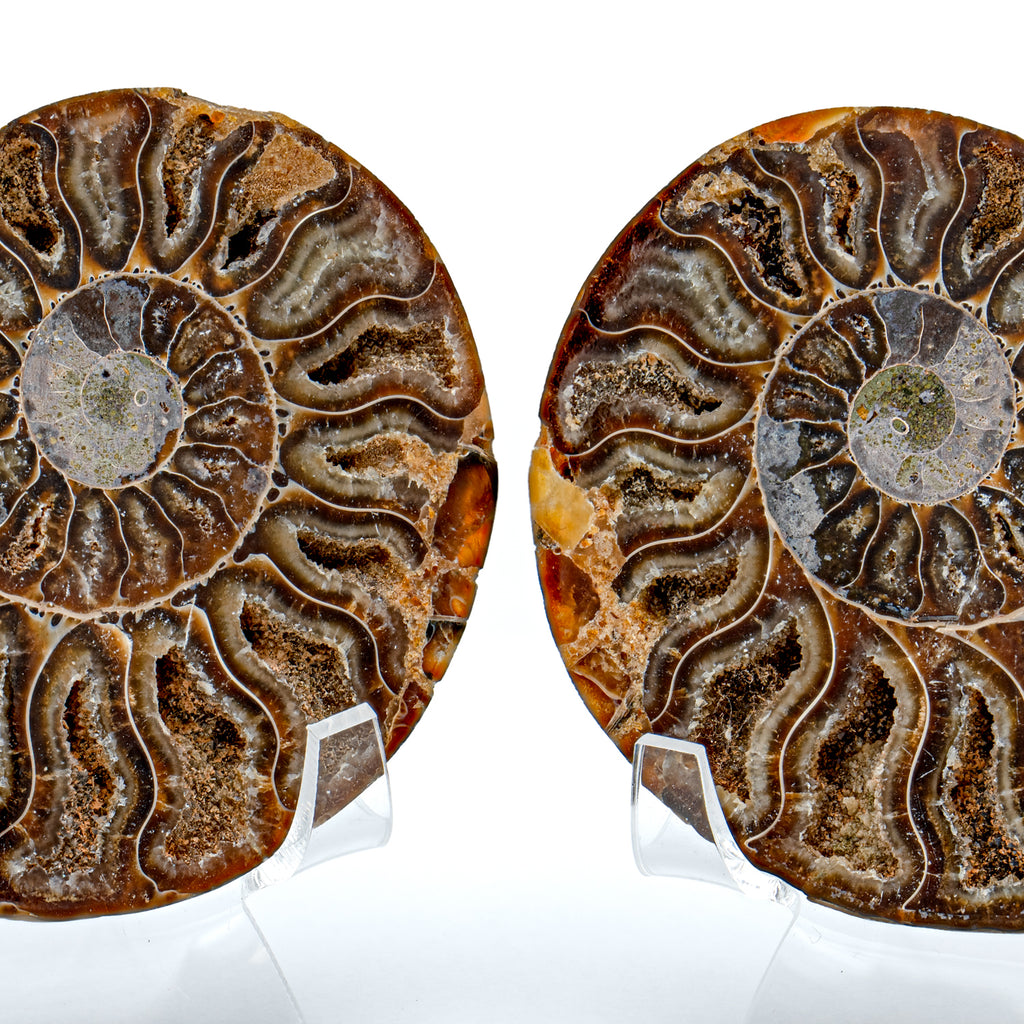 Polished Ammonite Split Pair - 3.42" Cleoniceras