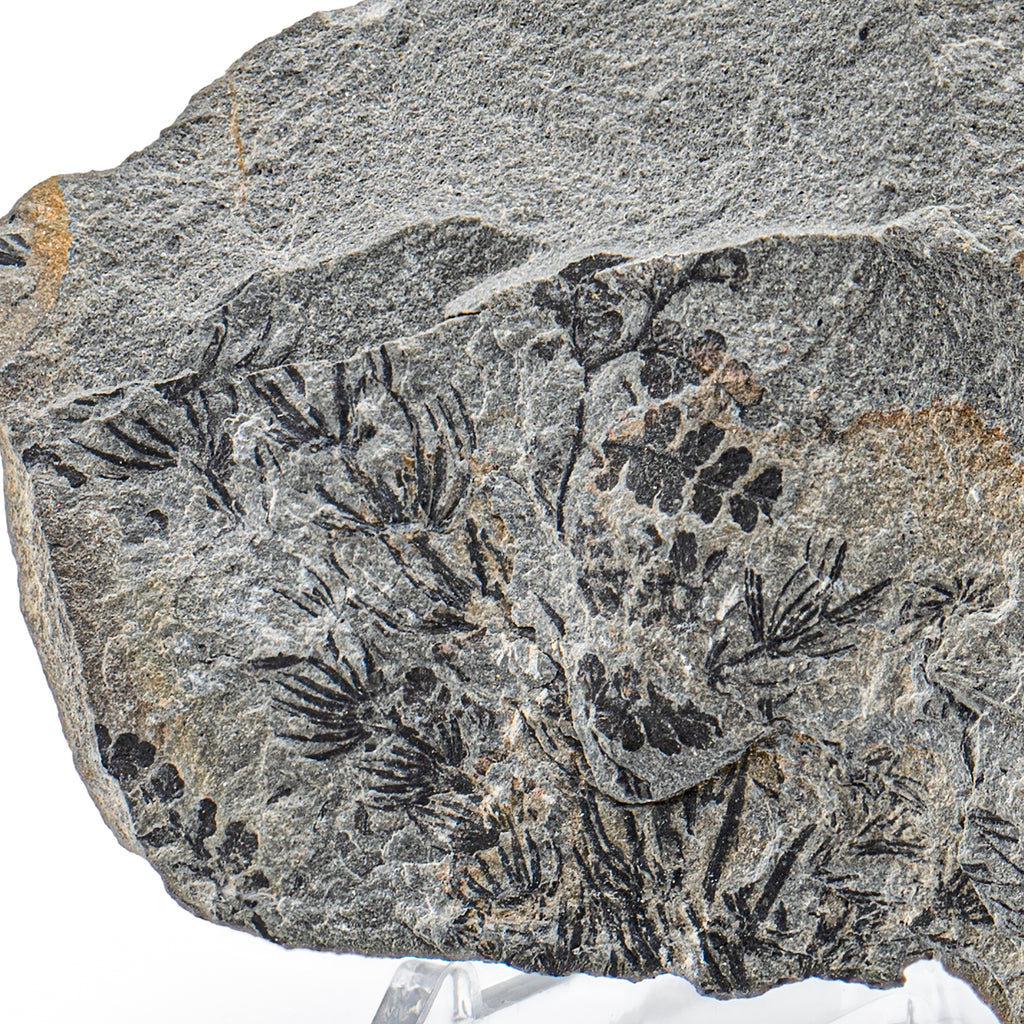 Carboniferous Fossil Plant - SOLD 3.52" Neuropteris & Sphenopteris