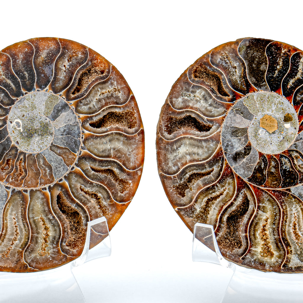 Polished Ammonite Split Pair - SOLD 3.55" Cleoniceras