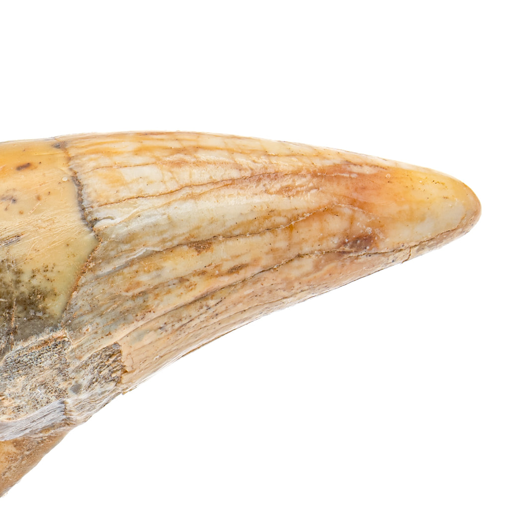Cave Bear Tooth - 3.57" (Incisor)