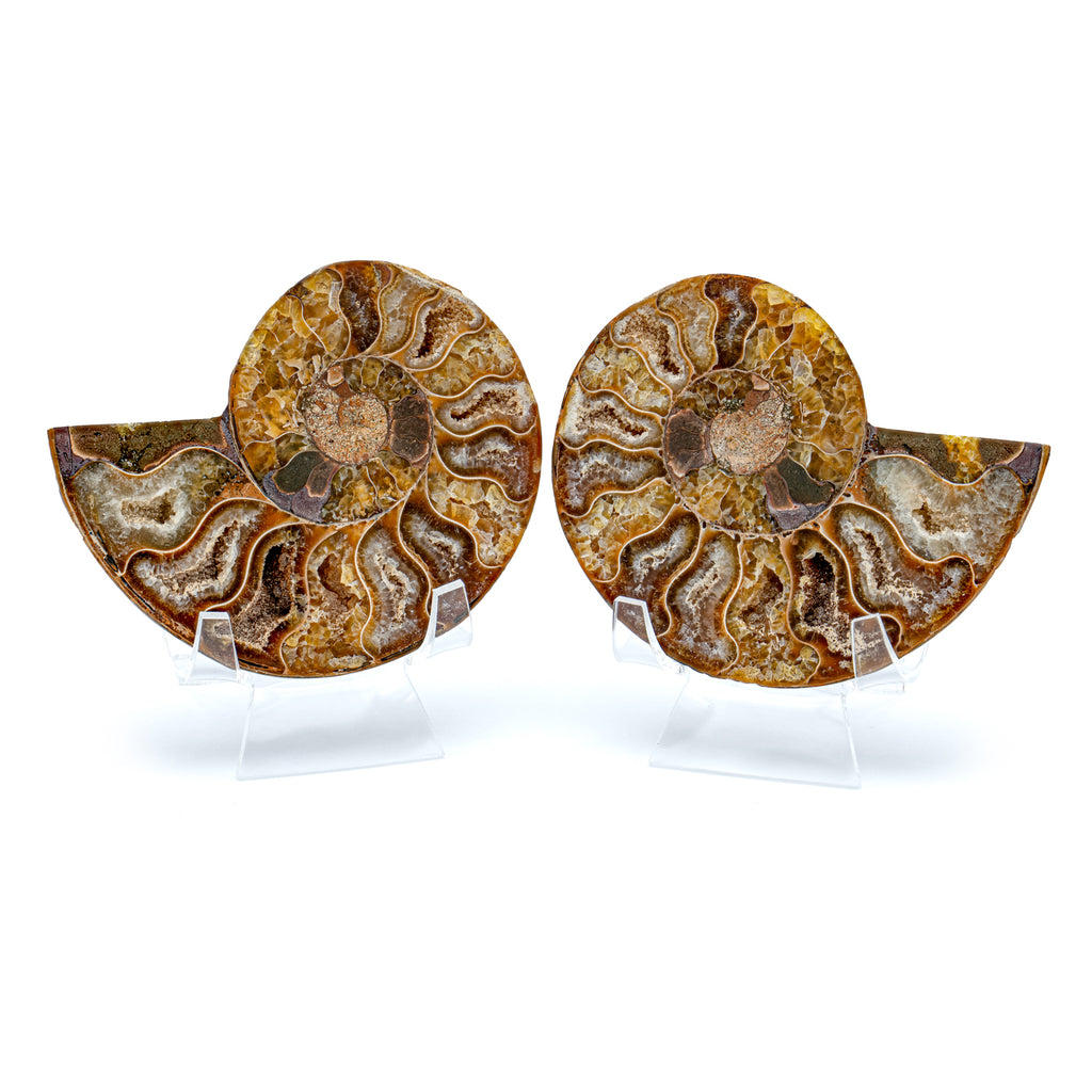 Polished Ammonite Split Pair - 3.60" Cleoniceras