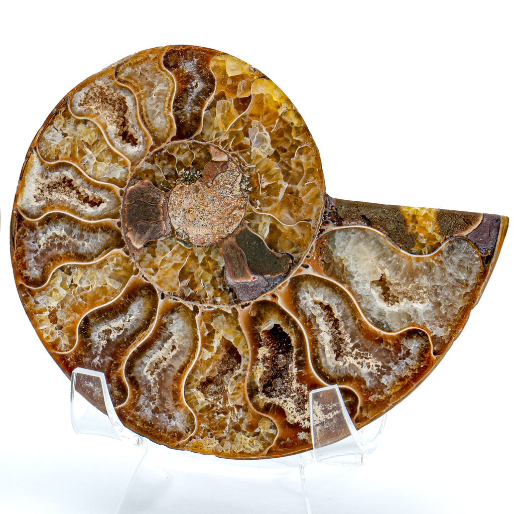 Polished Ammonite Split Pair - 3.60" Cleoniceras