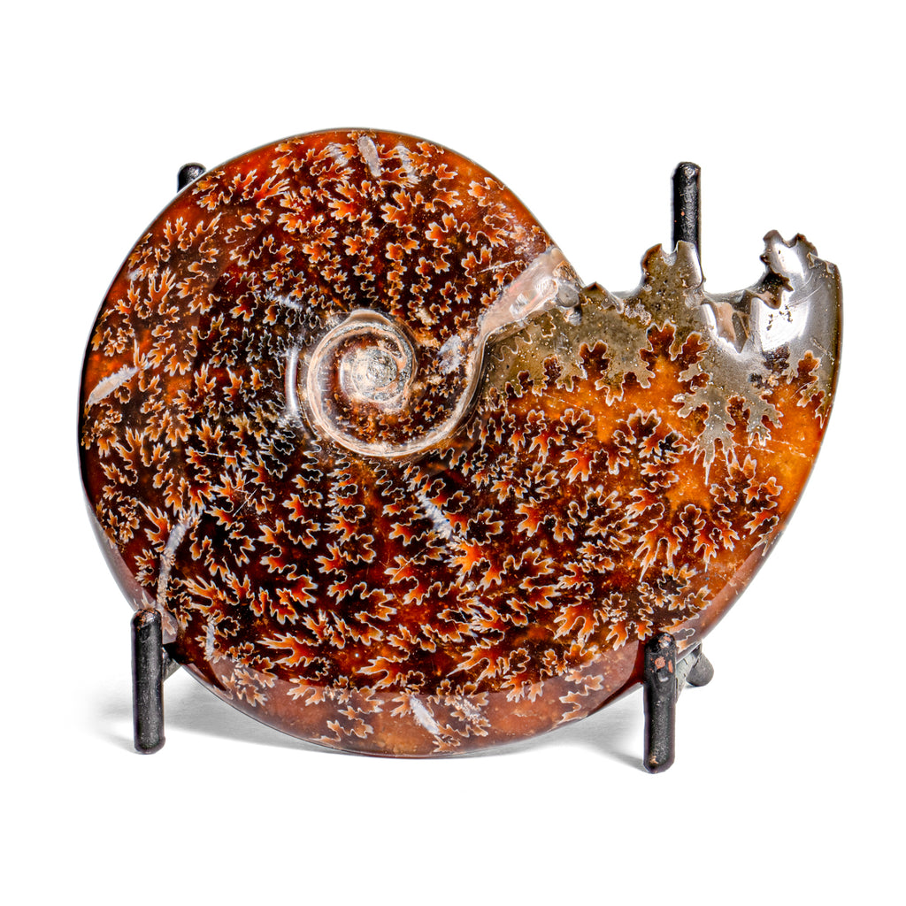 Polished Sutured Ammonite - 3.62" Cleoniceras