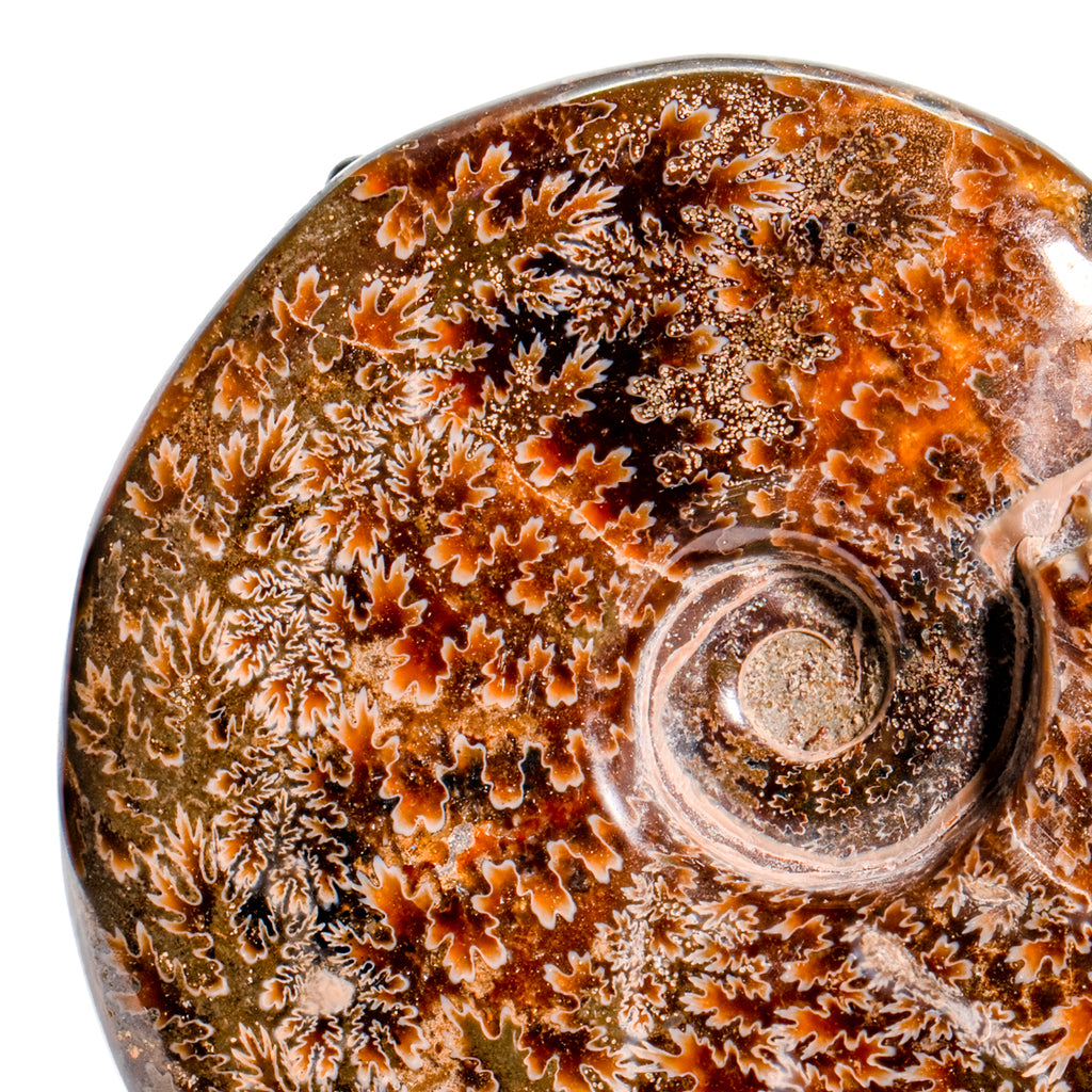 Polished Sutured Ammonite - SOLD 3.69" Cleoniceras
