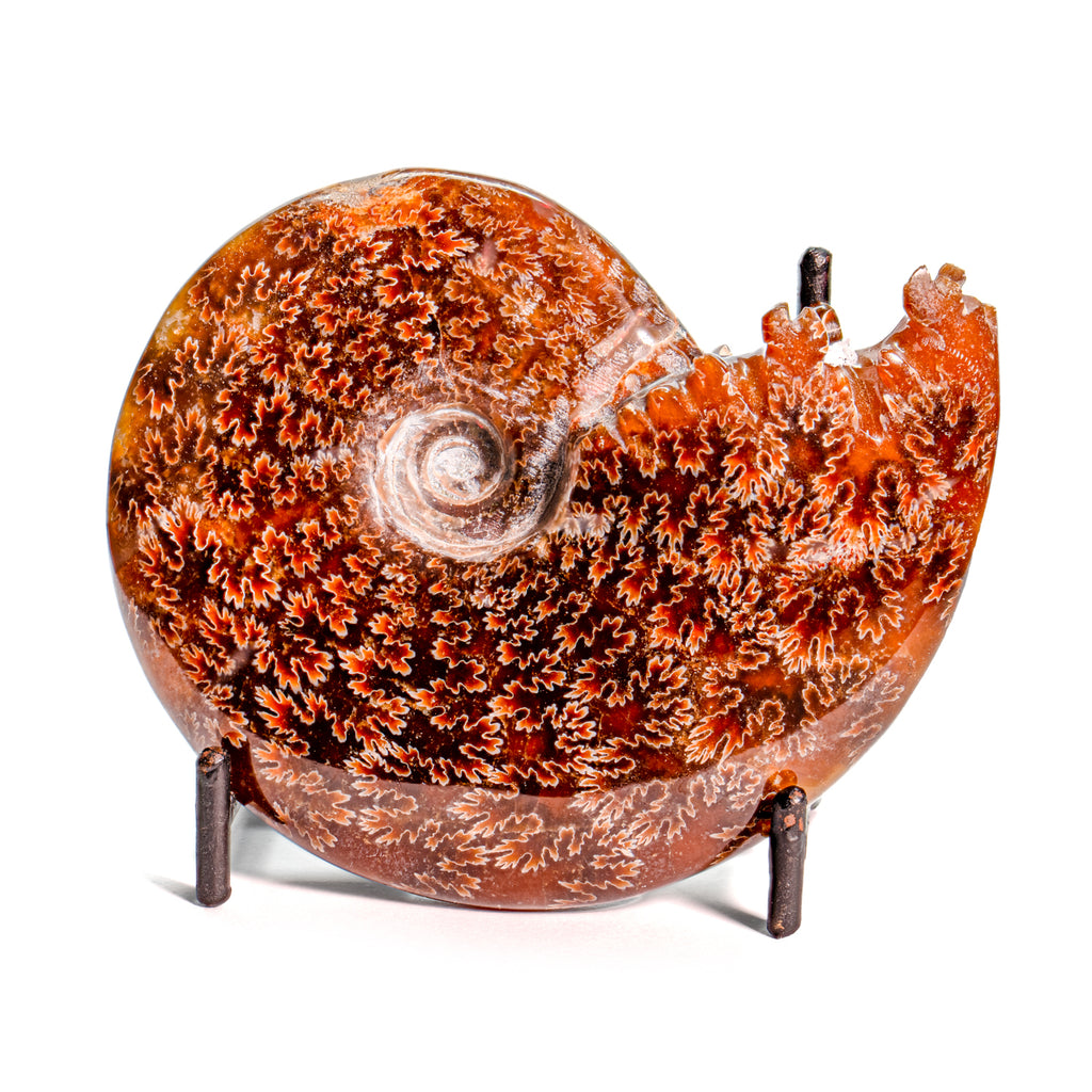 Polished Sutured Ammonite - SOLD 3.72" Cleoniceras