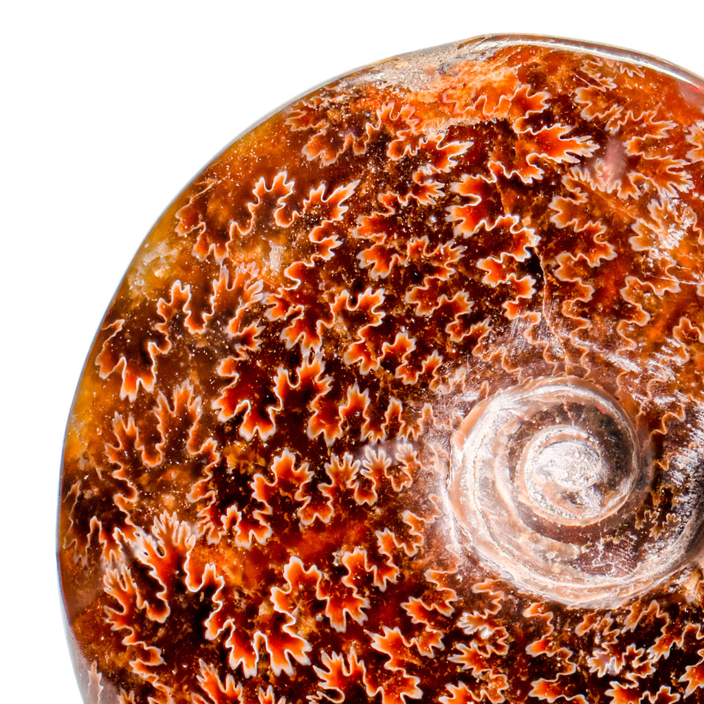 Polished Sutured Ammonite - SOLD 3.72" Cleoniceras