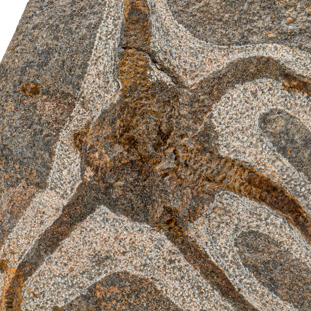 Fossil Brittle Star - SOLD 3.73" Ophiurida
