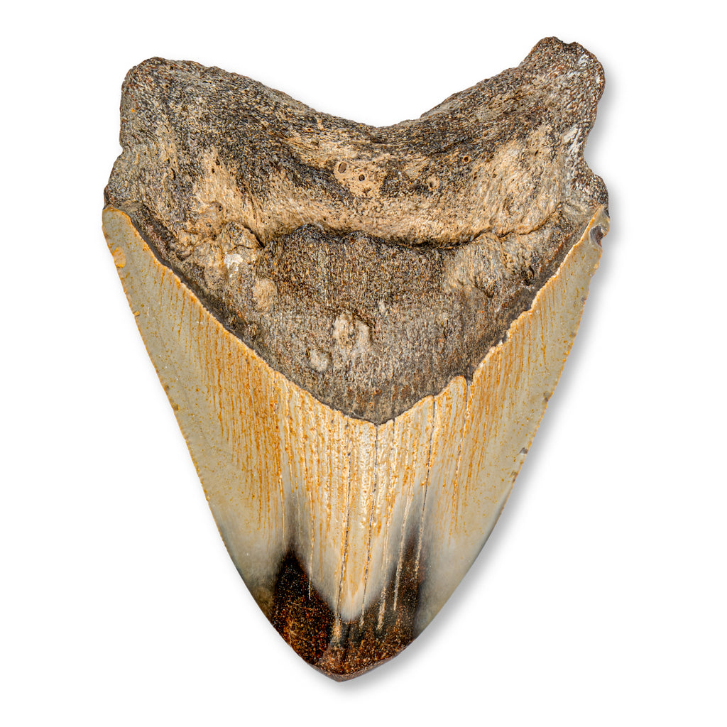 Megalodon Tooth - SOLD 3.79" Polished