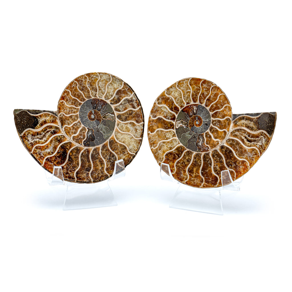 Polished Ammonite Split Pair - 3.79" Cleoniceras