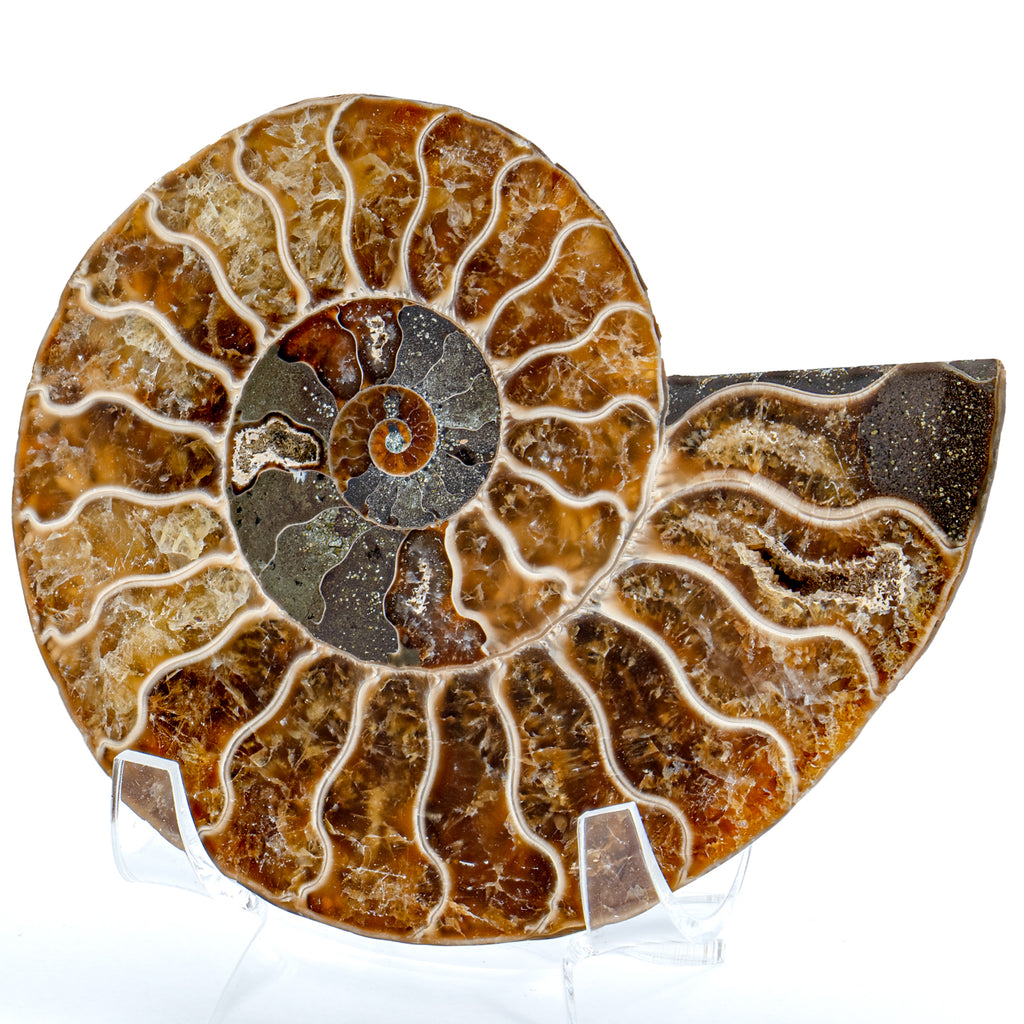 Polished Ammonite Split Pair - 3.79" Cleoniceras