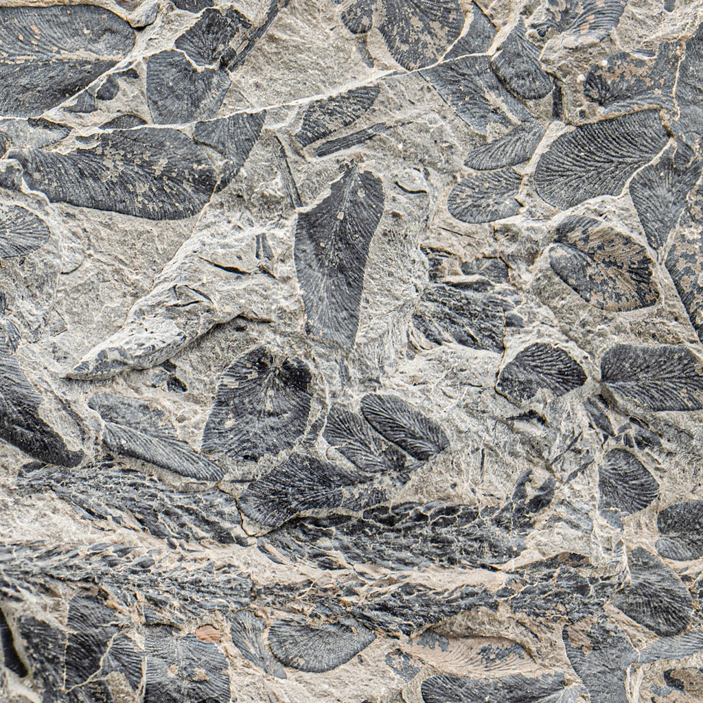 Carboniferous Fossil Plant - 3.80" Neuropteris & Sphenopteris