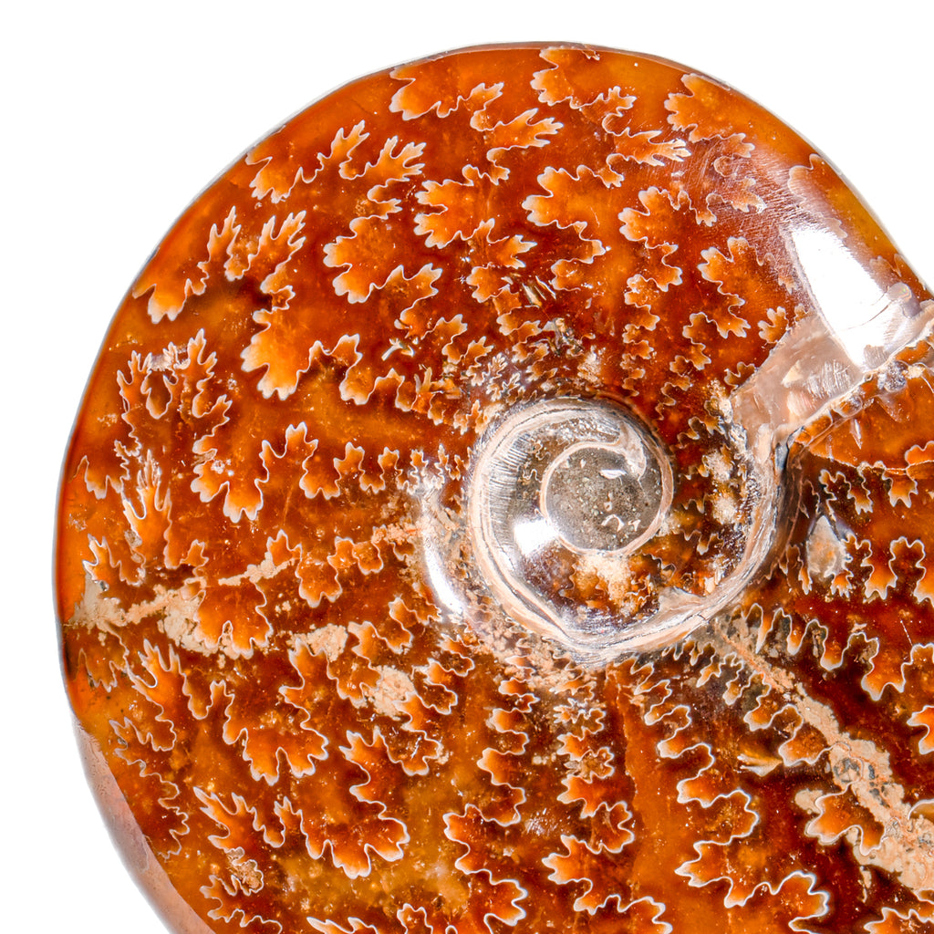 Polished Sutured Ammonite - SOLD 3.81" Cleoniceras