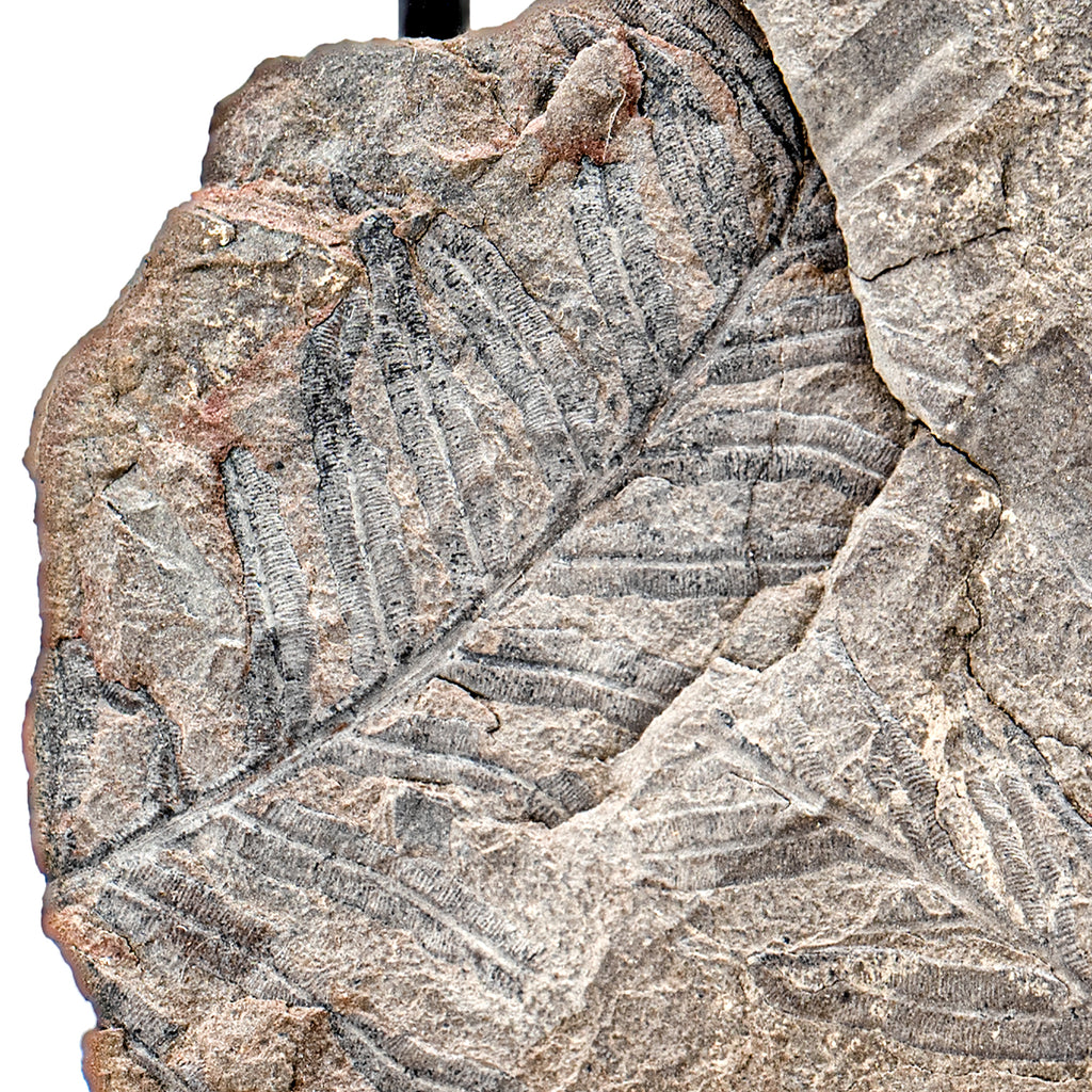 Carboniferous Fossil Plant - SOLD 3.83" Alethopteris