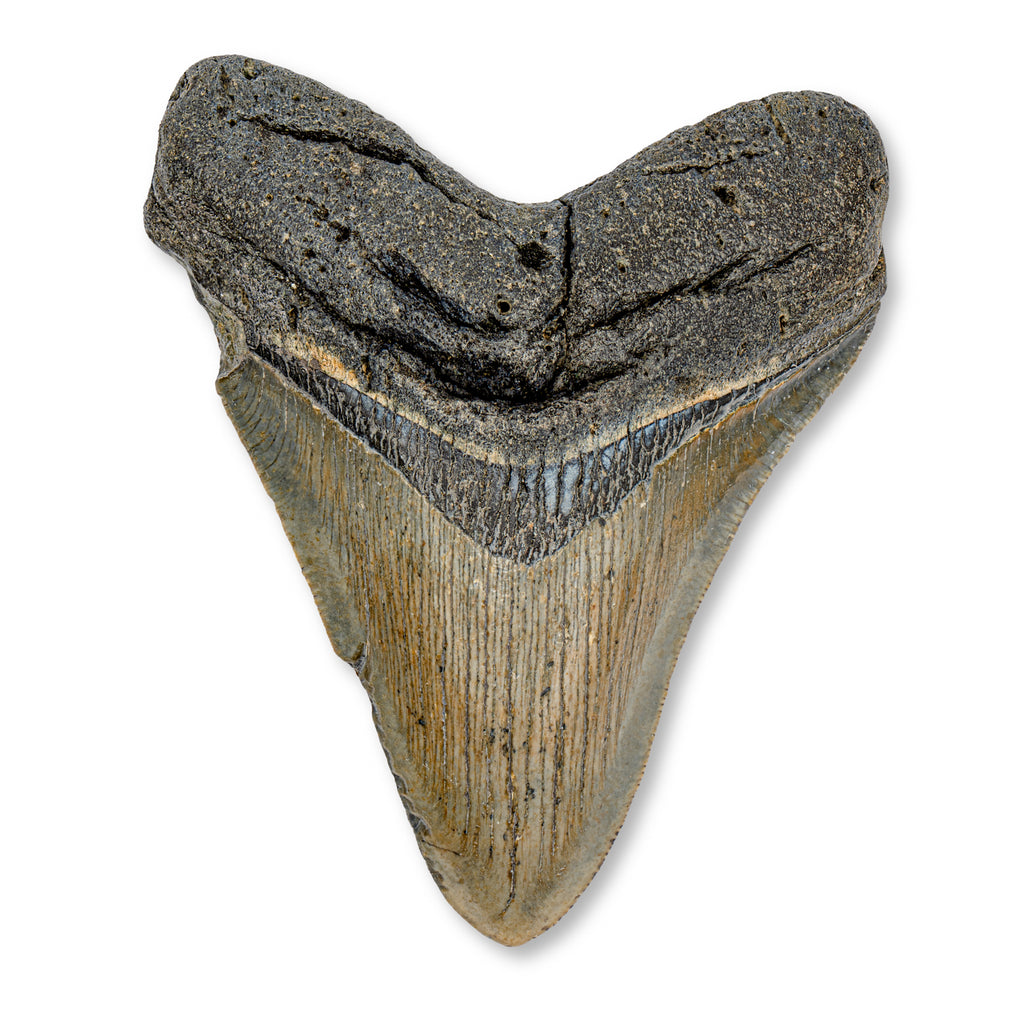 Megalodon Tooth - 3.88" Natural