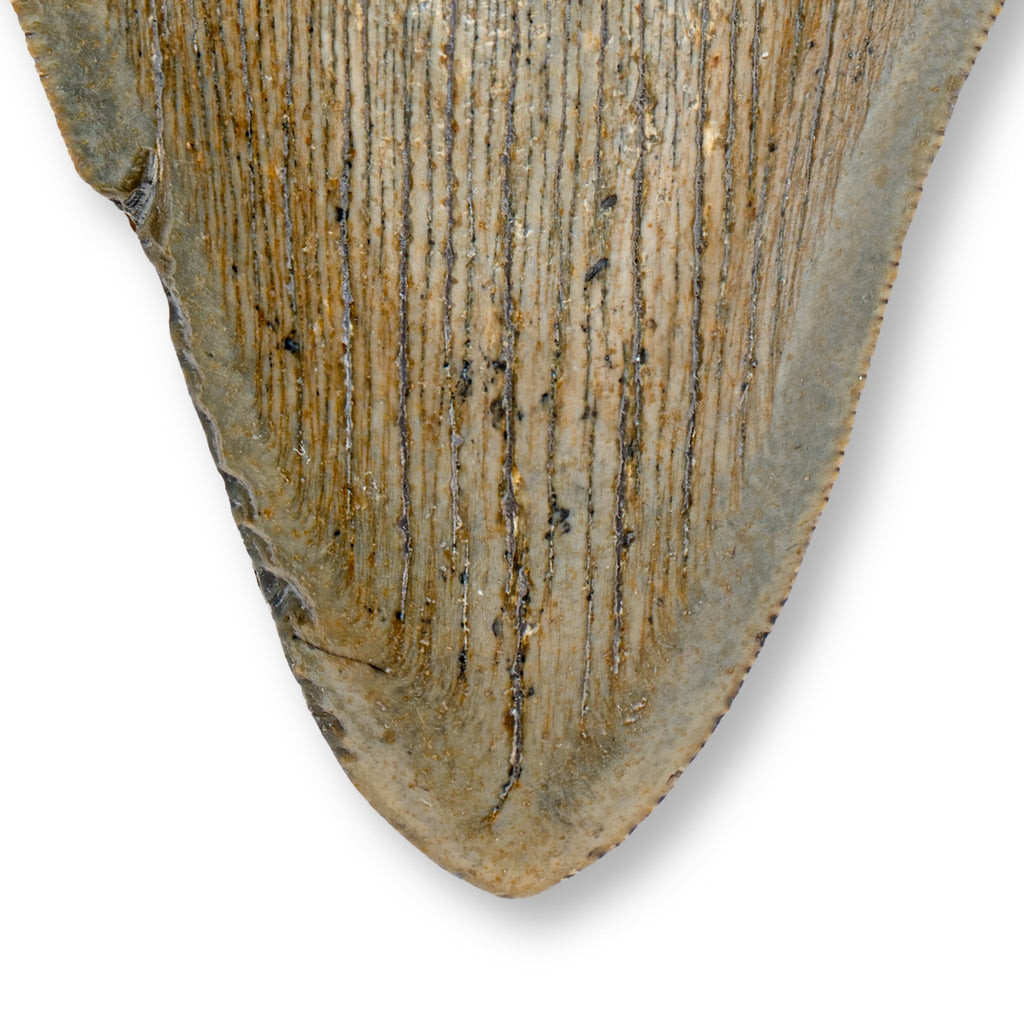 Megalodon Tooth - 3.88" Natural