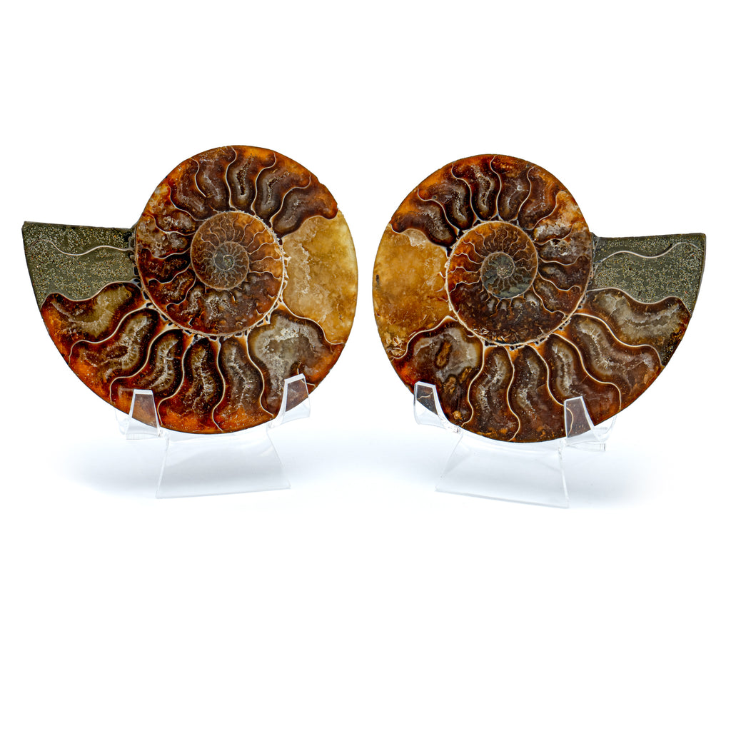 Polished Ammonite Split Pair - 3.90" Cleoniceras
