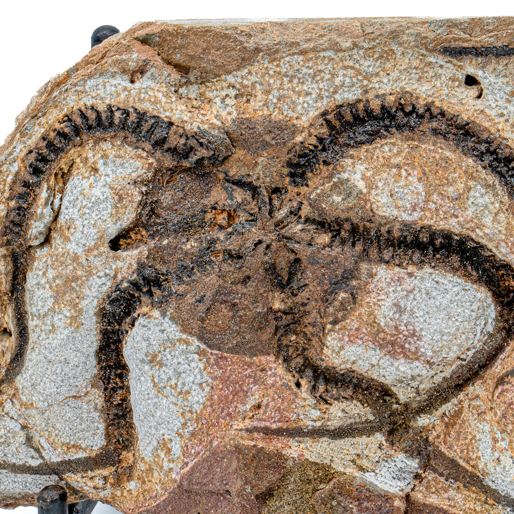 Fossil Brittle Star - SOLD 3.93" Ophiurida