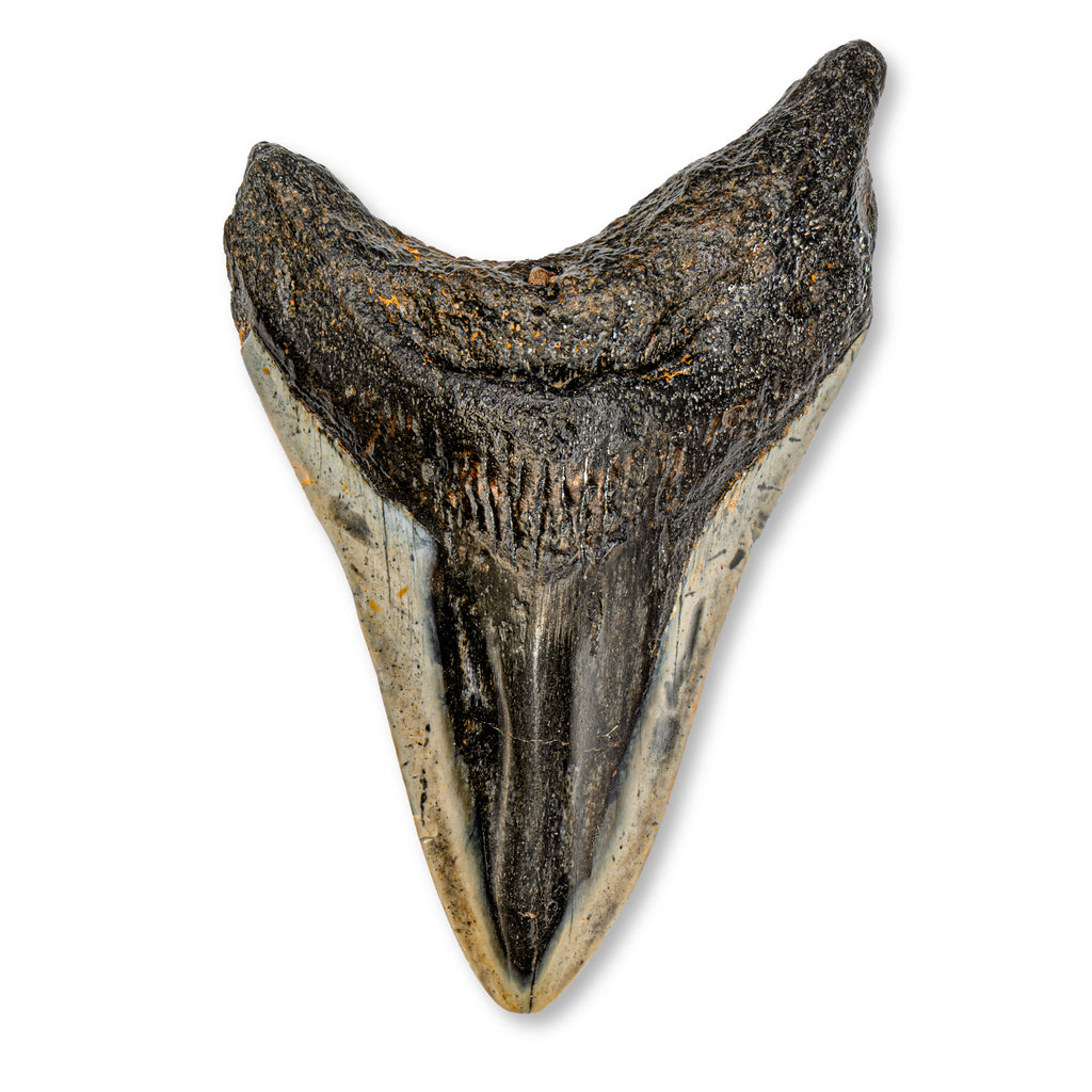 Megalodon Tooth - SOLD 3.95" Polished