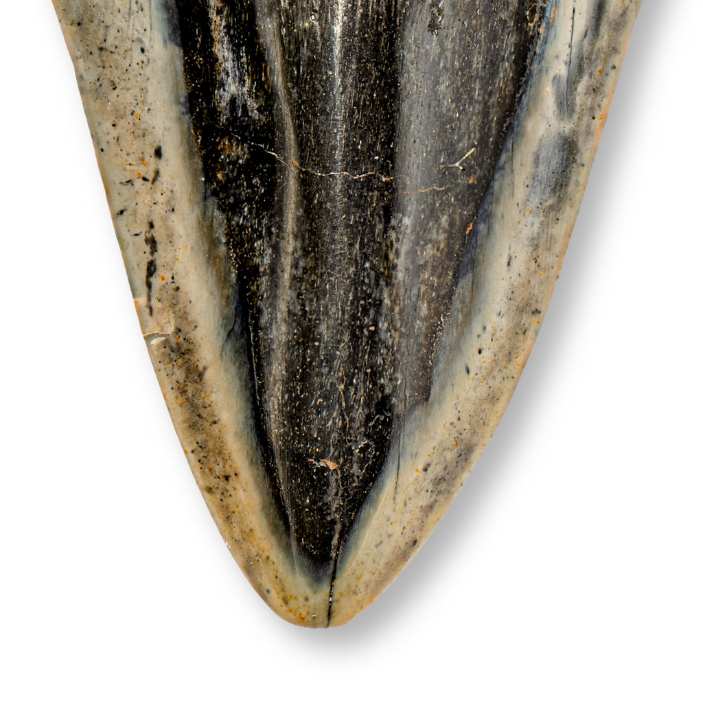 Megalodon Tooth - SOLD 3.95" Polished