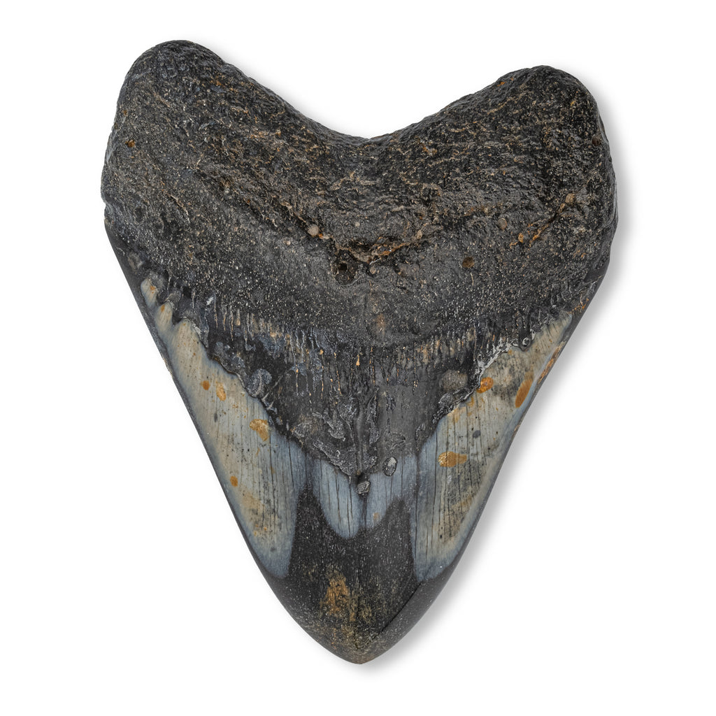 Megalodon Tooth - SOLD 4.00" Polished