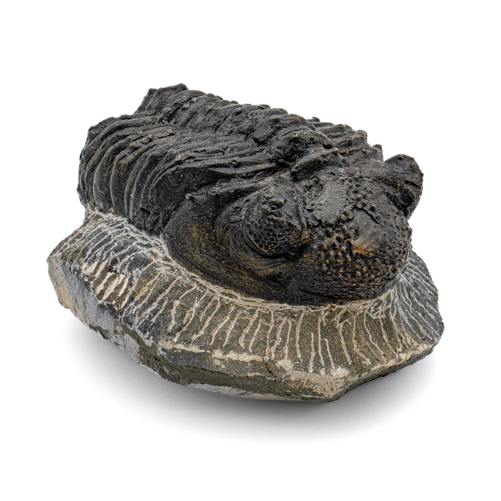 Trilobite - 4.03" Drotops megalomanicus Fossil