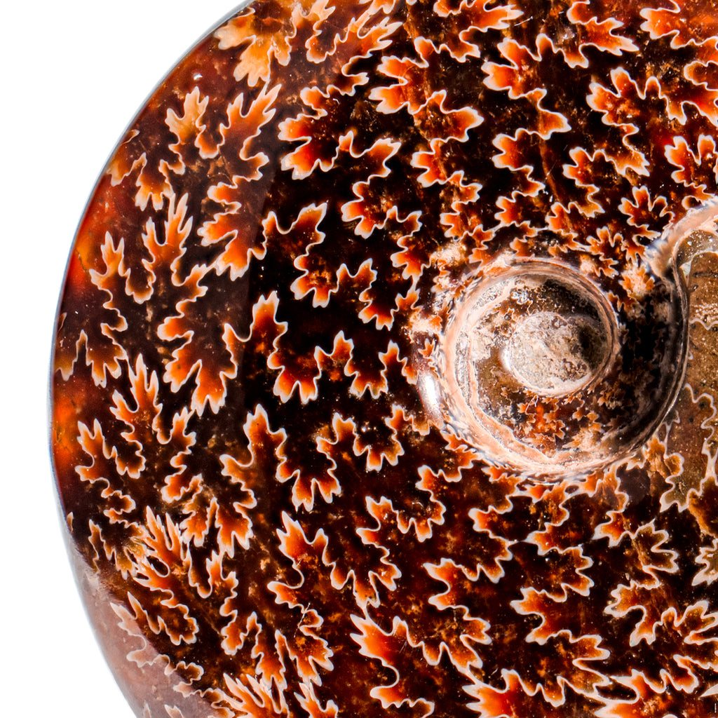 Polished Sutured Ammonite - SOLD 4.03" Cleoniceras