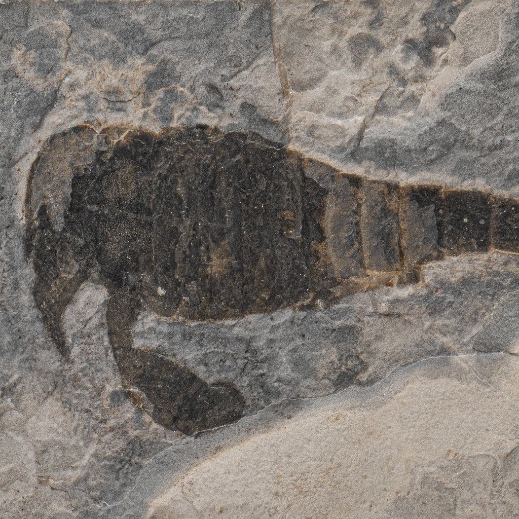Sea Scorpion Eurypterids Eurypterus remipe Fossil