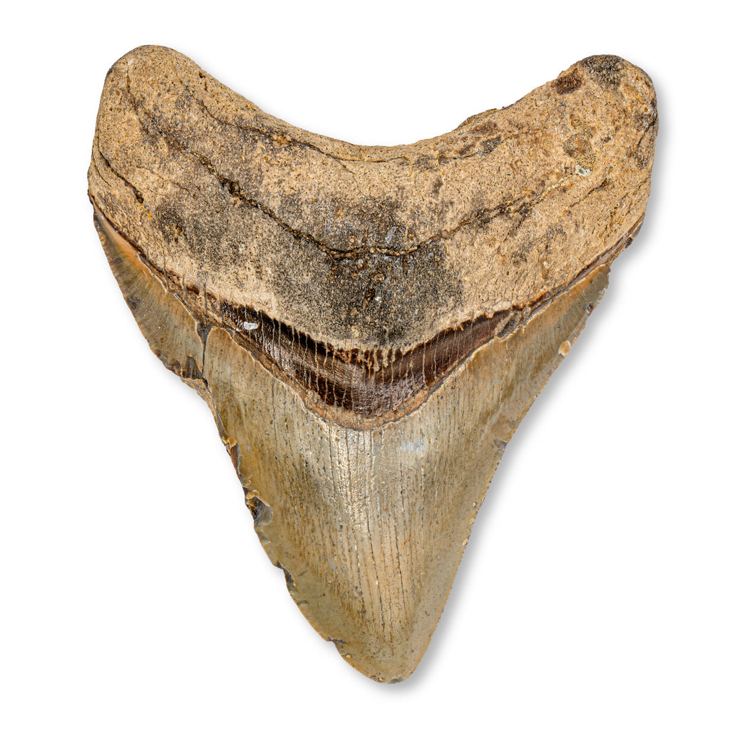 Megalodon Tooth (Boxed Sizes) Natural | Mini Museum
