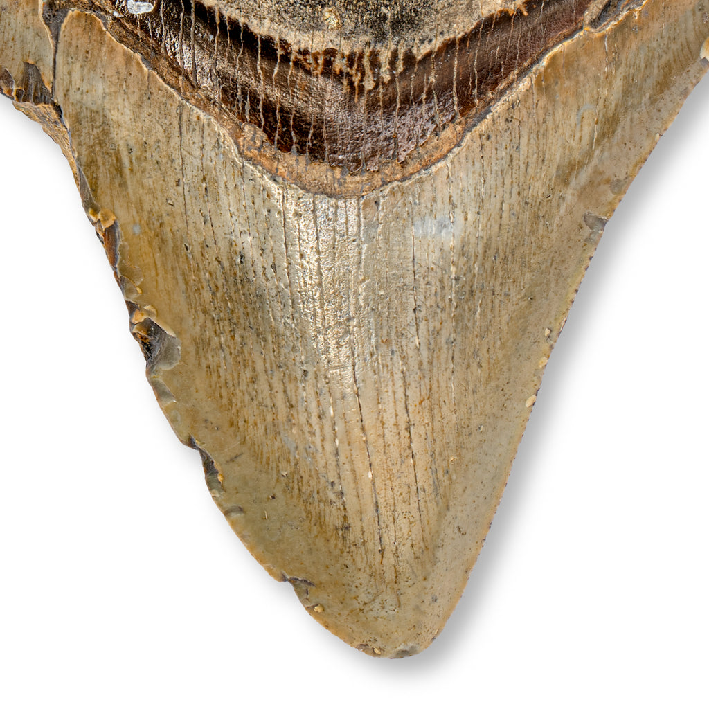 Megalodon Tooth (Boxed Sizes) Natural | Mini Museum