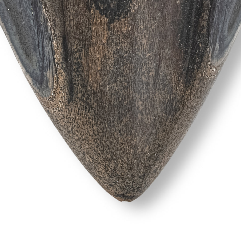 Megalodon Tooth - 4.08" Polished