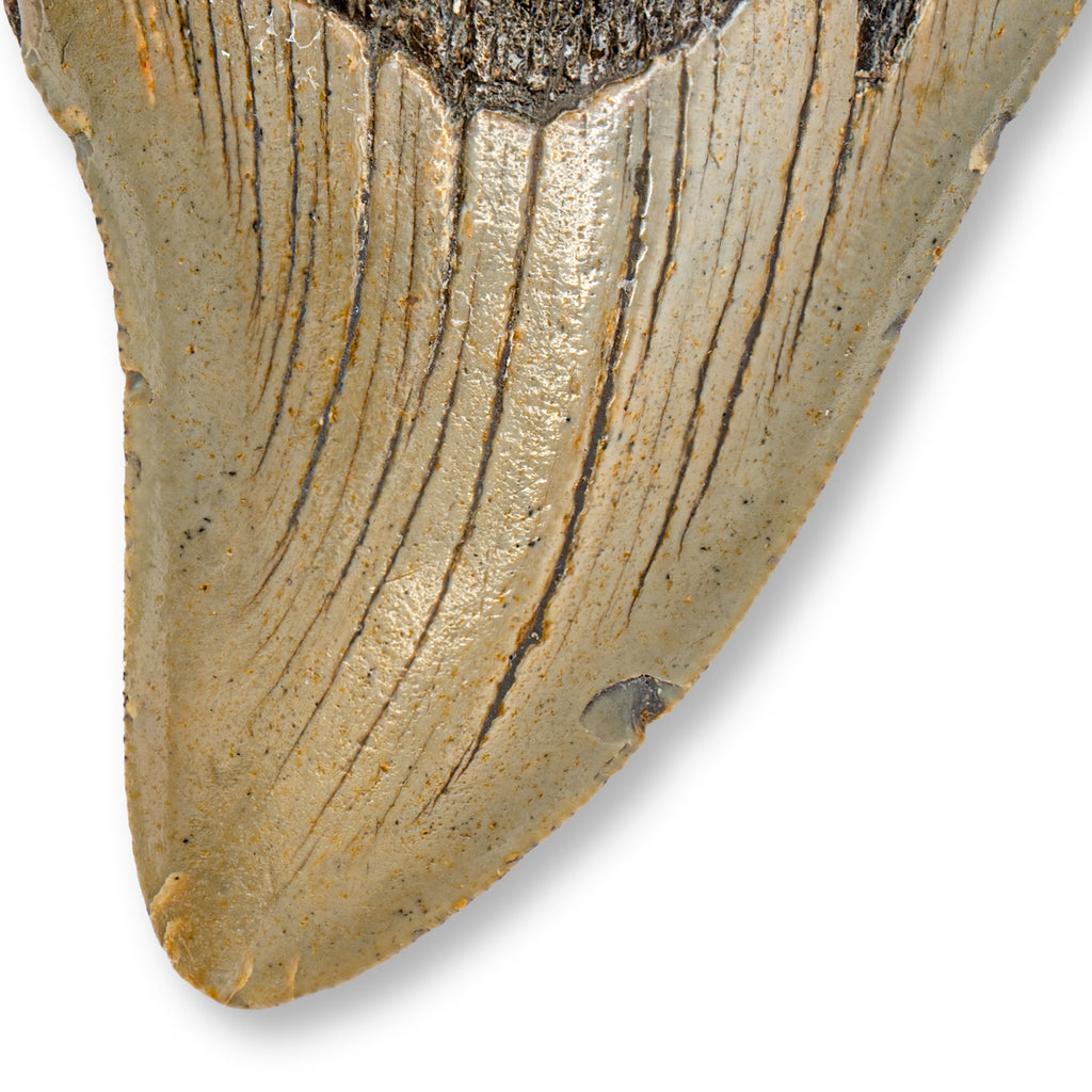 Megalodon Tooth - SOLD 4.09" Natural