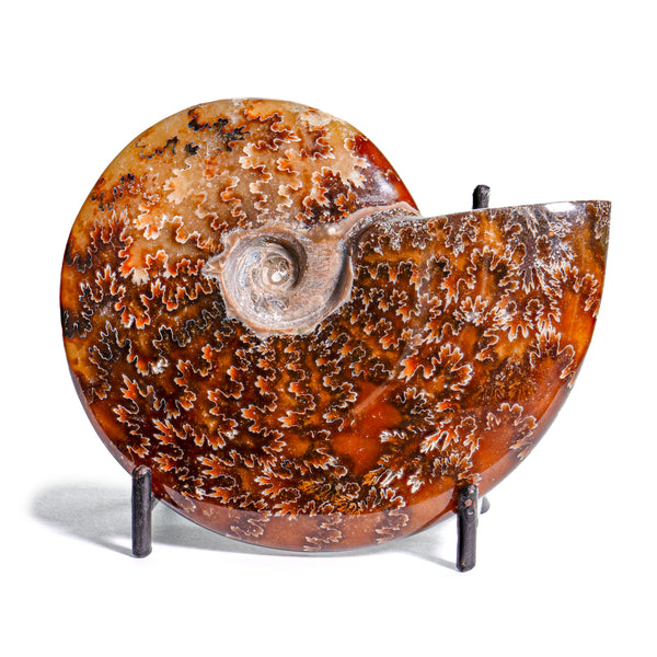 Cleoniceras Ammonites