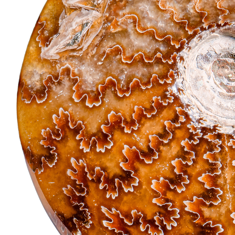 Polished Sutured Ammonite - 4.14" Cleoniceras