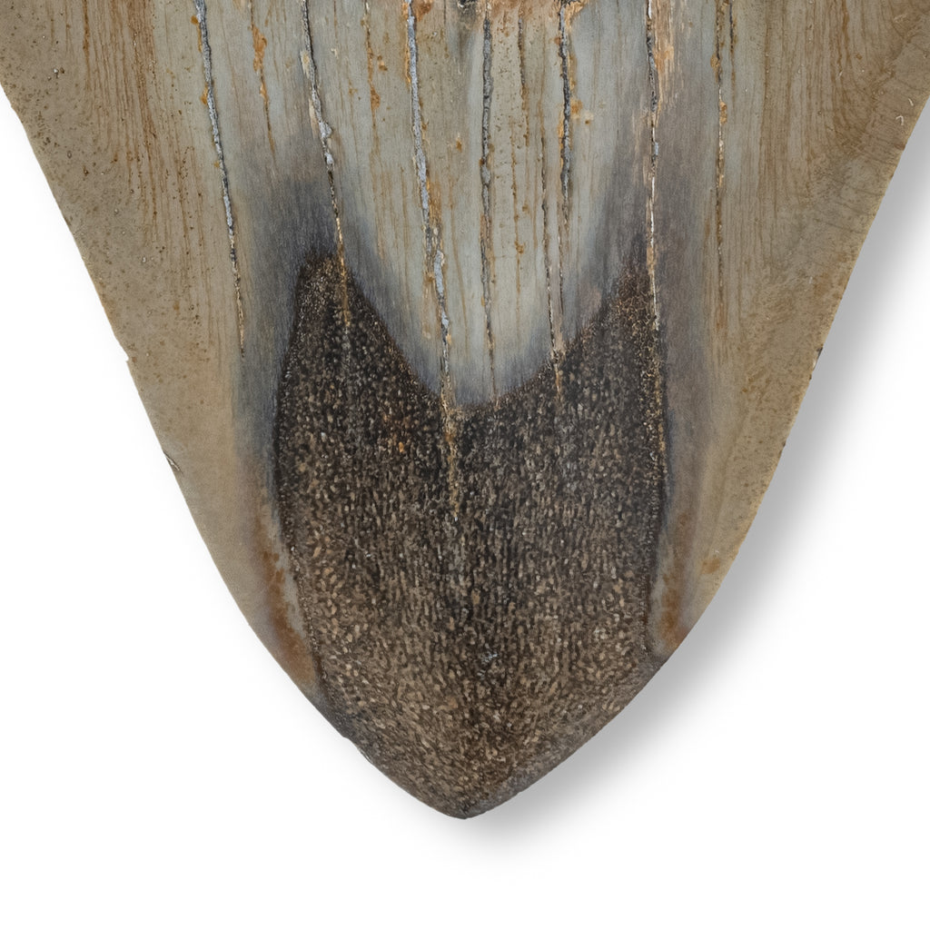Megalodon Tooth - 4.16" Polished