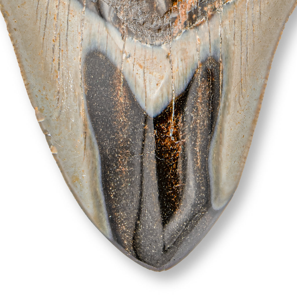 Megalodon Tooth (Boxed Sizes) Natural | Mini Museum