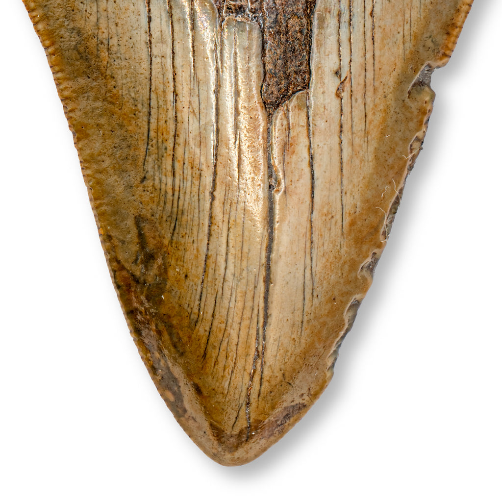 Megalodon Natural Fossil Teeth - Mini Museum