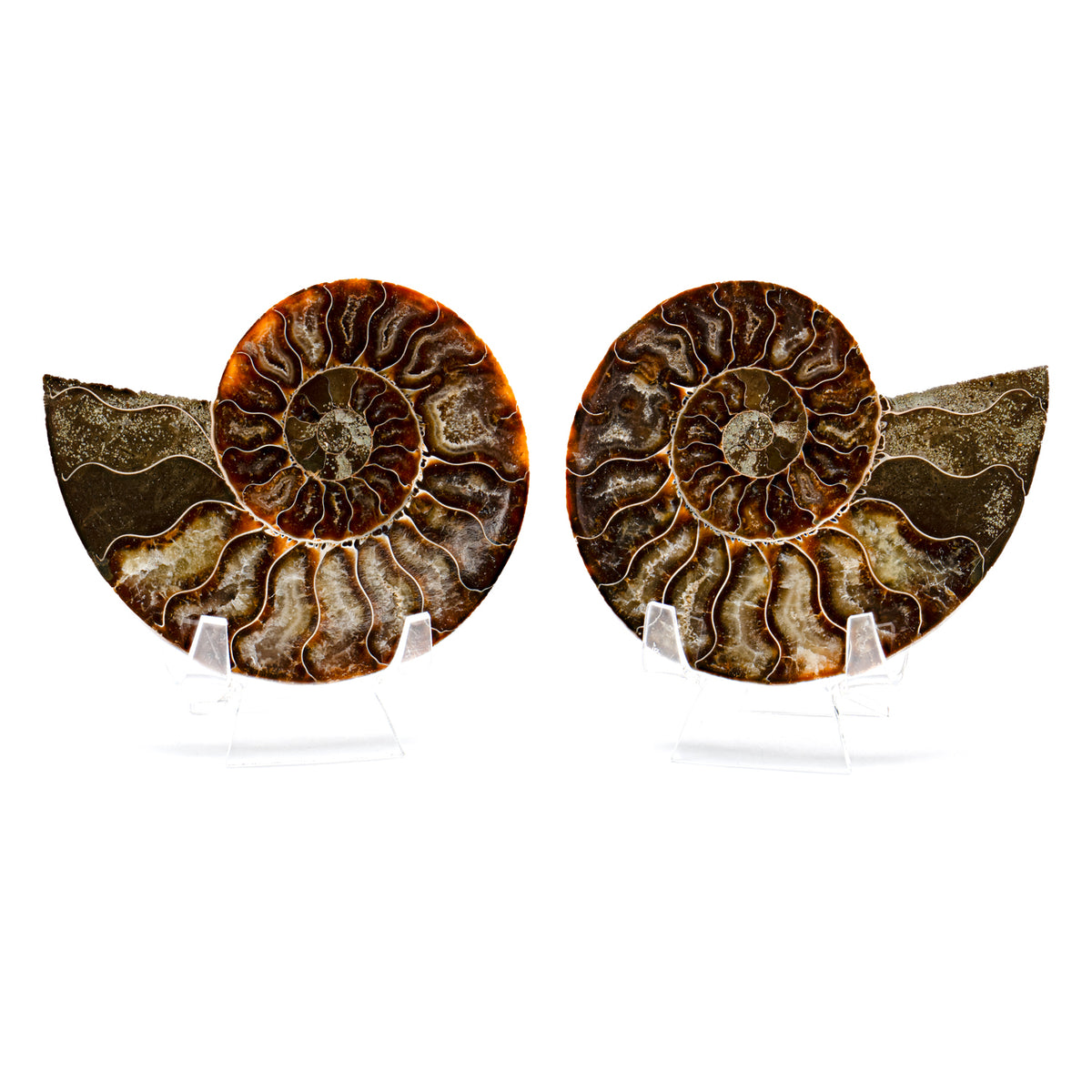 Polished Ammonite Split Pair - 4.22" Cleoniceras