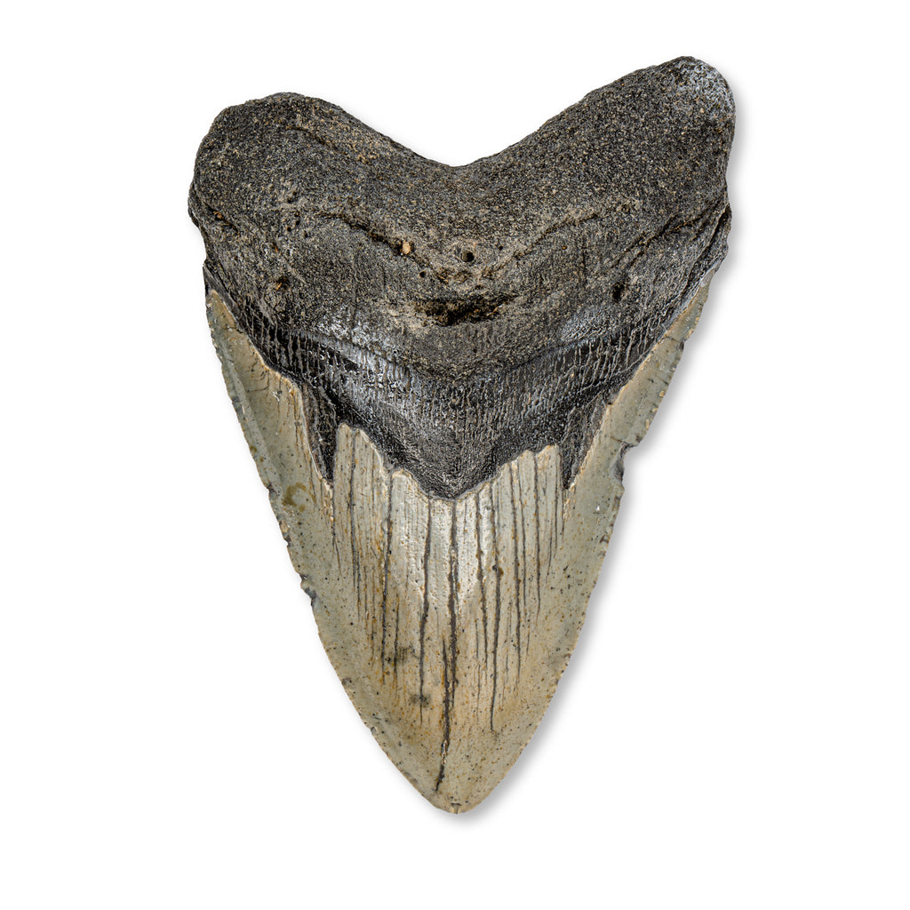 Megalodon Tooth - 4.24" Natural