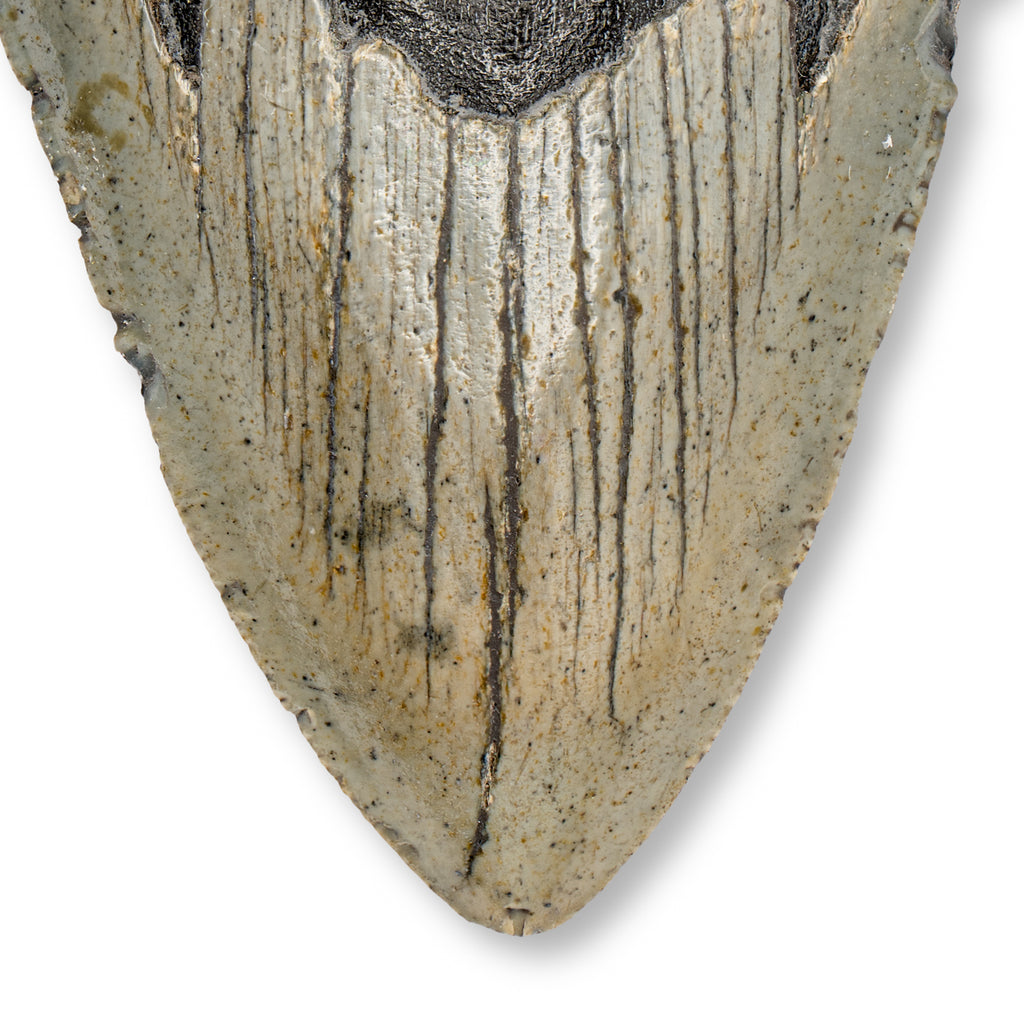 Megalodon Tooth (Boxed Sizes) Natural | Mini Museum