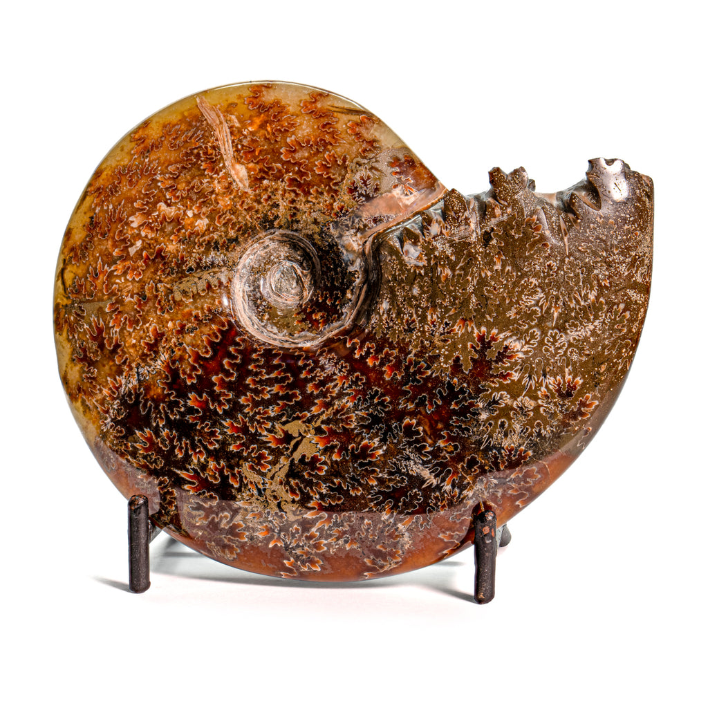 Polished Sutured Ammonite - 4.30" Cleoniceras