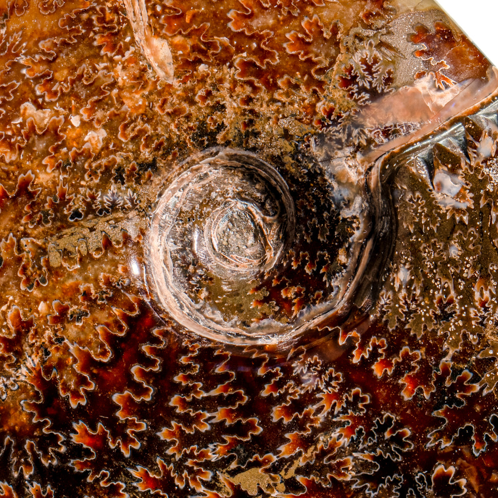 Polished Sutured Ammonite - 4.30" Cleoniceras