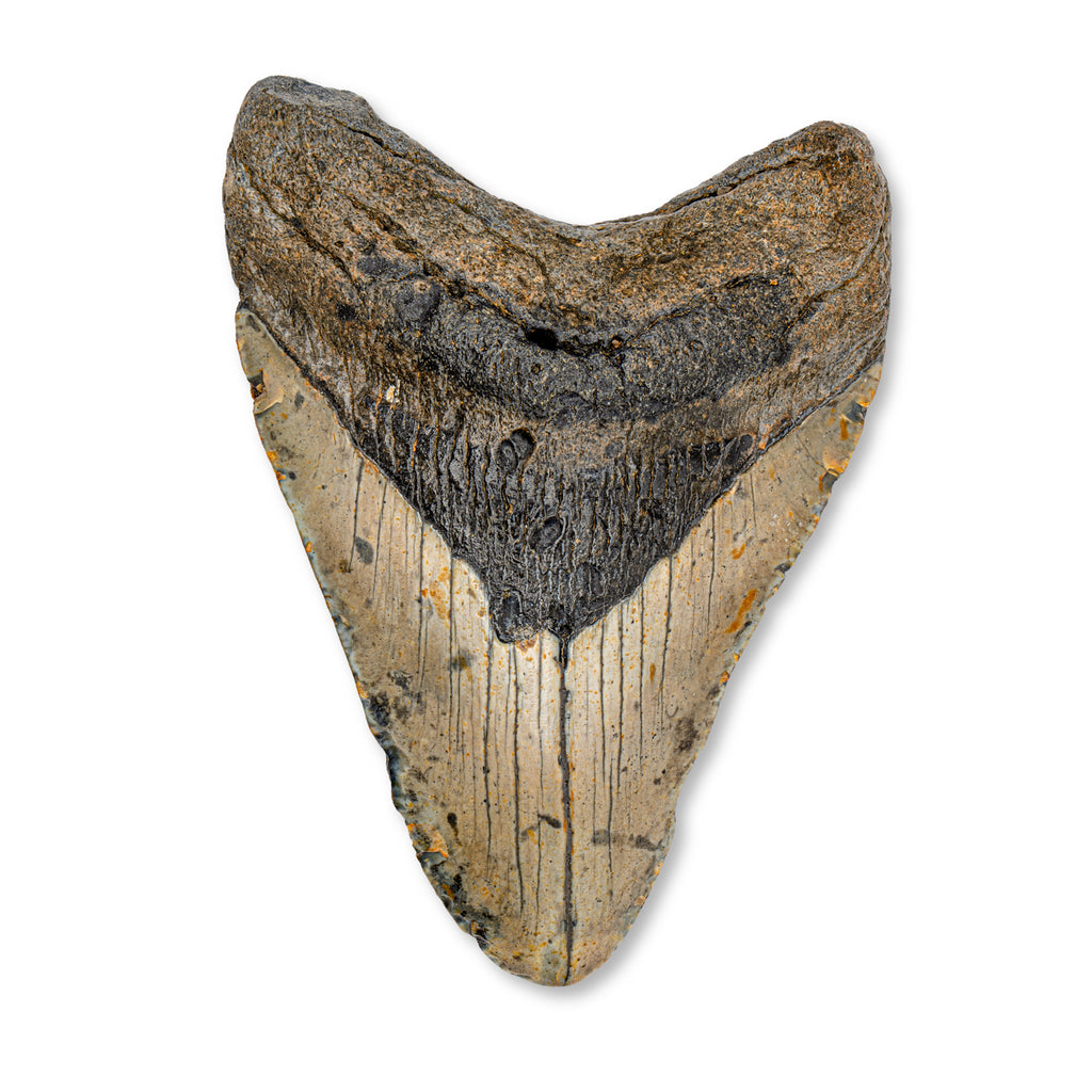 Megalodon Tooth - 4.30" Natural