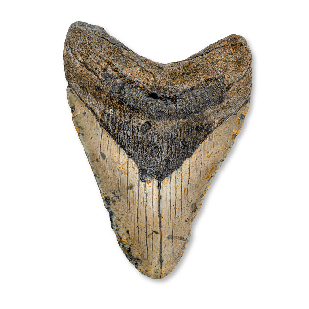 Megalodon Tooth (Boxed Sizes) Natural | Mini Museum
