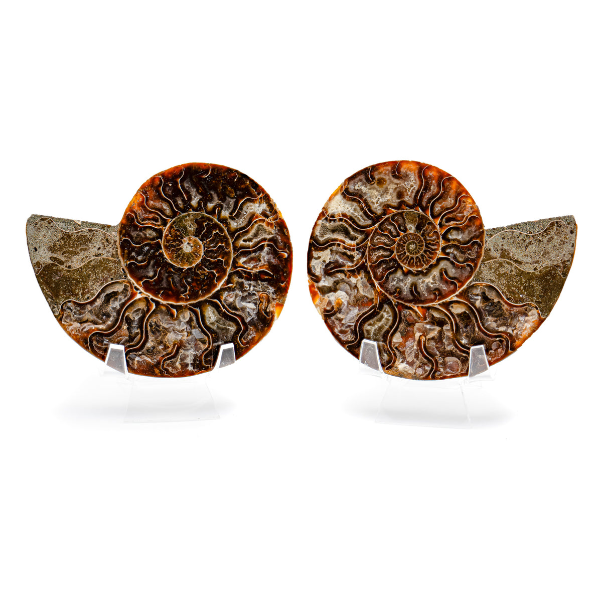 Polished Ammonite Split Pair - 4.30" Cleoniceras