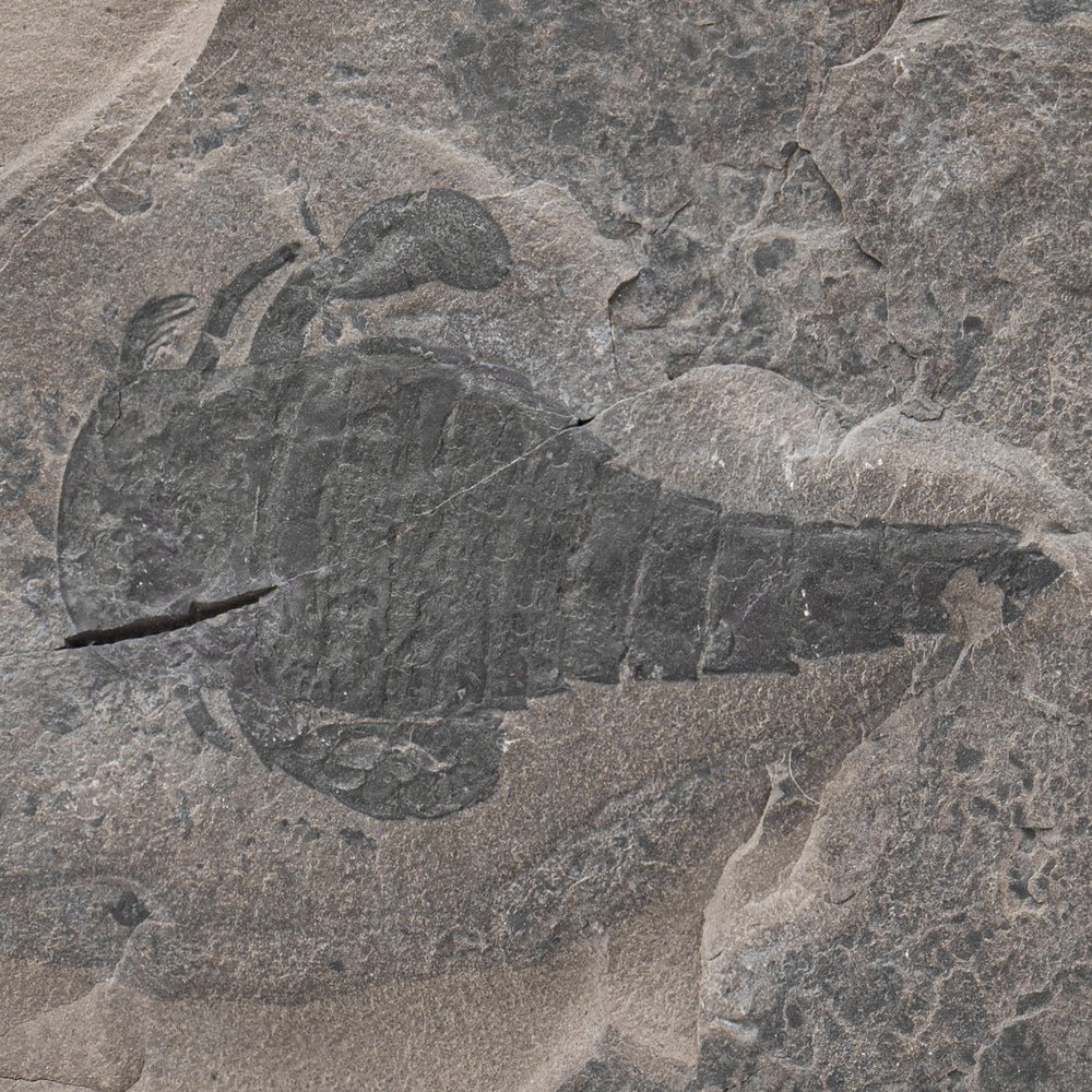 Sea Scorpion Eurypterids - 4.30" Eurypterus remipe Fossil